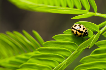orange beetle on green leaf