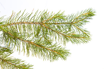 Pine branch