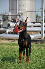 doberman