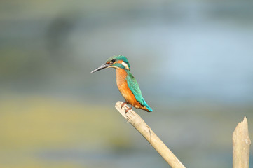 Kingfisher on a branch