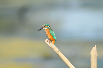 Kingfisher on a branch