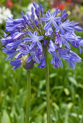 Agapanthe, Agapanthus, Tubéreuse bleue, Lis du nil