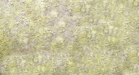 Abstract bark background