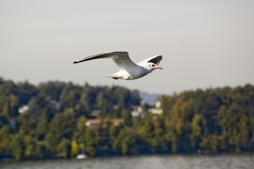 Möwe 2
