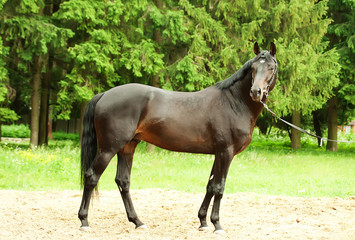 exterior of breed  black stallion