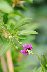 Goji Bluete - goji berry flower 02