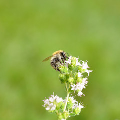 Bee on Blooming Oregano