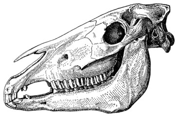 Pferd_Schädel_Gebiss © imipolex