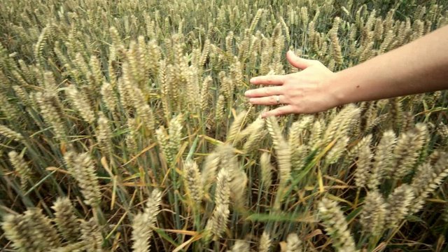 Hand gleitet durch ein Weizenfeld 02