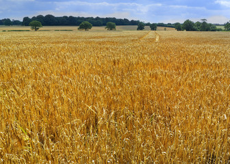 crops
