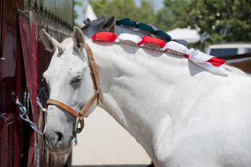 Cheval Andalou © Pictures news