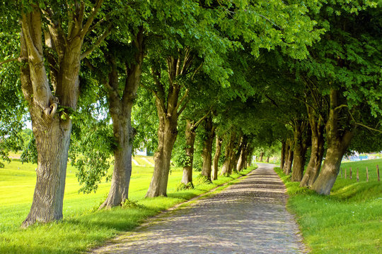 Baumalee Rügen
