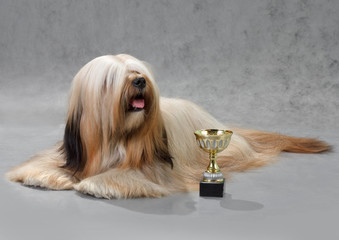 Lhasa Apso dog.