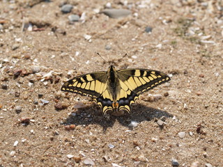 Fototapeta na wymiar Papilio machaon