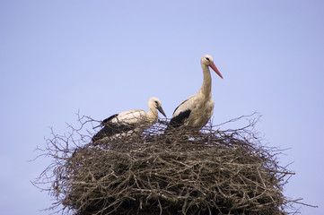 two storks on a nest
