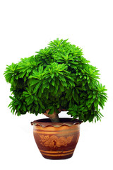 Plants grown in pots.