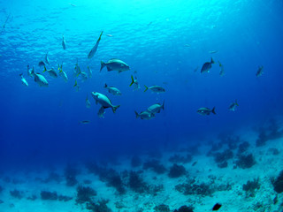 Fototapeta na wymiar Ławica ryb w Turks i Caicos