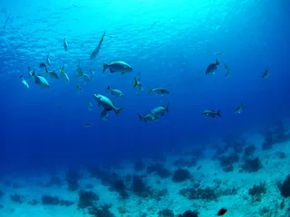 Foto op Plexiglas Fish shoal at Turks & Caicos © scuba13