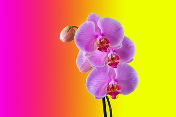 Fototapeta na wymiar Phalaenopsis - Tropical Orchid against colour Background