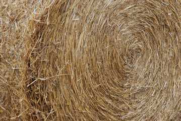 agriculture