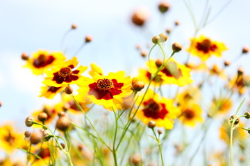 黄色いマーガレット畑