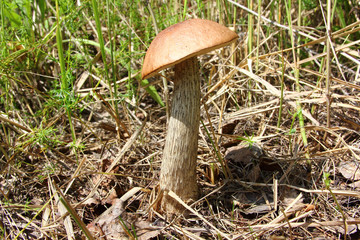 brown cap boletus