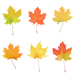 Maple leaves collage