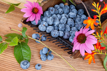 raccolta mirtillo gigante