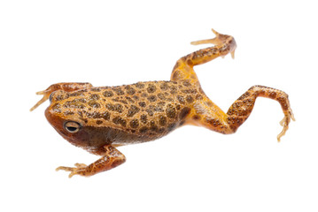 animal amphibian frog