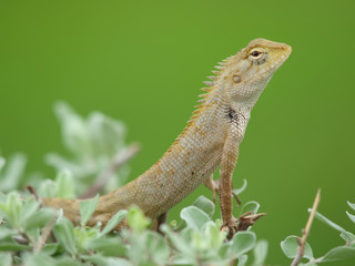 tree lizard in thailand