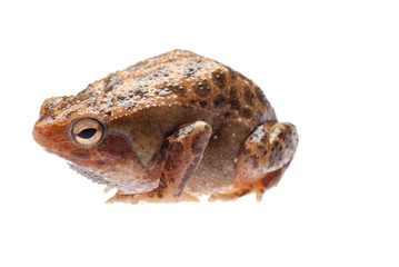 animal amphibian frog