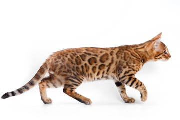 Bengal cat on white background