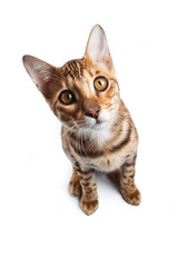 Bengal cat on white background
