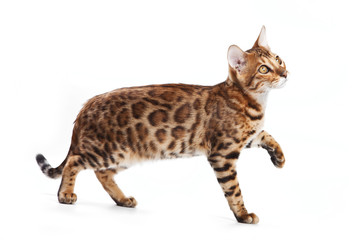 Bengal cat on white background