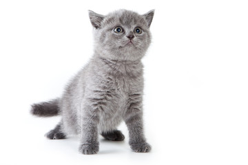 British kitten on white background