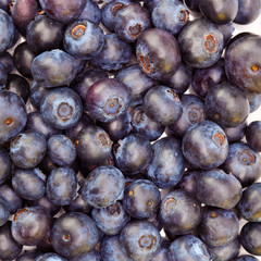 berries of bilberry