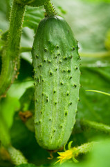 Cucumber on branch