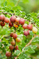 Gooseberries