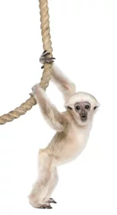 Papier Peint photo Lavable Singe Jeune Gibbon Pileated, 4 mois, Hylobates Pileatus