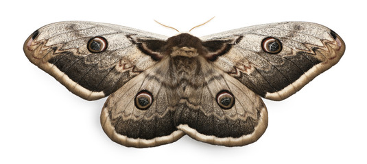 The largest European Moth, the Giant Peacock Moth, Saturnia pyri