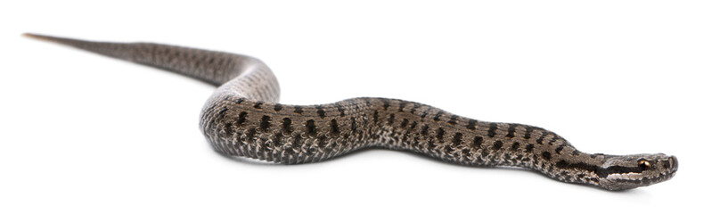 Common European adder or common European viper, Vipera berus