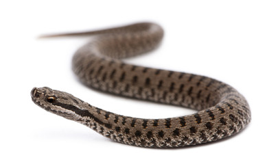 Common European adder or common European viper, Vipera berus
