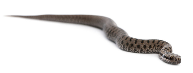 Common European adder or common European viper, Vipera berus