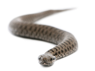 Common European adder or common European viper, Vipera berus