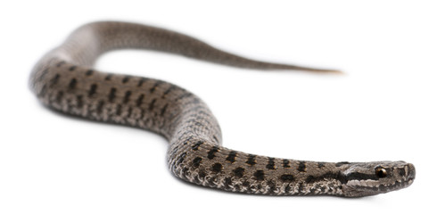 Common European adder or common European viper, Vipera berus