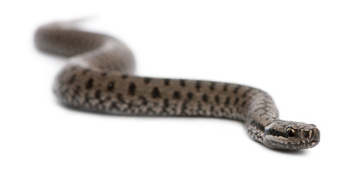Common European adder or common European viper, Vipera berus