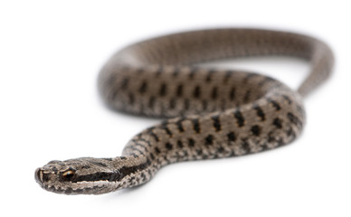 Obraz premium Common European adder or common European viper, Vipera berus