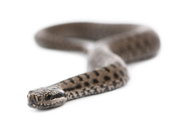 Naklejka premium Common European adder or common European viper, Vipera berus