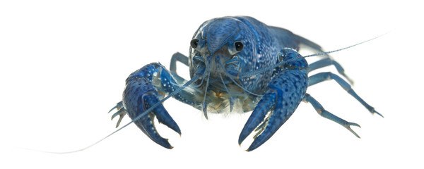 Blue crayfish also known as a Blue Florida Crayfish