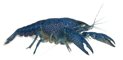 Blue crayfish, Procambarus alleni